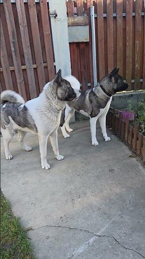 Young American Akitas Barking & Guarding the Yard