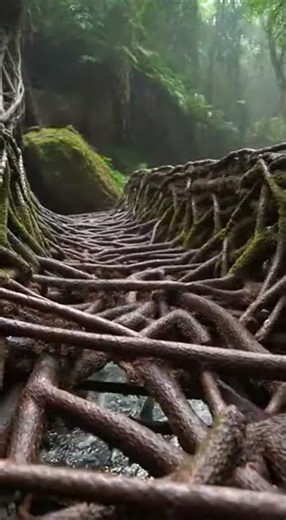 Living Root Bridges in India | Natural Tree Bridges