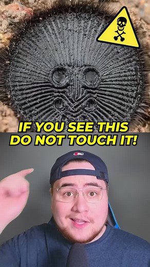 Warning: Deadly Encounter with a Chinese Hourglass Spider | #storytime #storytelling