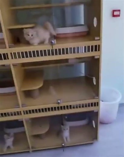 Cat Says HI in the Cutest Way Ever 😻