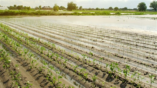 Firm to Farm: Crop Insurance and BFR and RMA