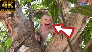 The Cutes Adorable Baby Tav Tav Screamly Calling Mom To Feed Him | Monkey TavTav