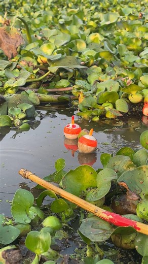 Float Fishing Tips | MR Fishing Life