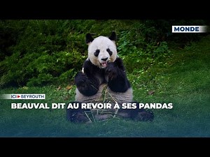 Beauval dit au revoir à ses pandas