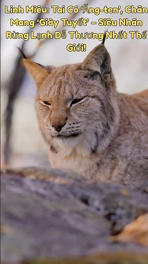 Những Khả Năng Kỳ Diệu Của Linh Miêu Mà Nhiều Người Chưa Biết #lynx #동물 #wildlifesecrets