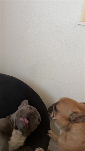 Howling frenchie babies! #fyp #frenchie #frenchbulldog | frenchies