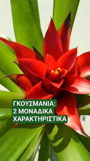 Γκουσμάνια: Τροπικό φυτό με δύο μοναδικά χαρακτηριστικά - Τα Μυστικά του Κήπου