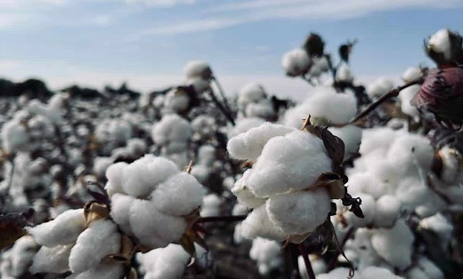 The 24 Best Organic Cotton Clothing Brands for 2025