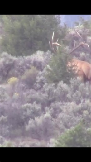Missing chasing bugling bulls in September! Rut came and went too fast this year. Here’s a little recap of this last September archery hunts!