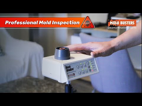 Professional Mold Inspection A to Z 👨‍🔬 - Mold Busters