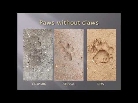 TRACKING WILDLIFE - A Guide to Tracking Wildlife in Africa