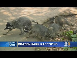 Fearless Raccoons Roaming San Francisco's Golden Gate Park