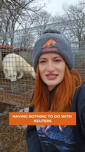 We want to take a moment today to remind everyone that while around 150 foxes have made their way to their forever homes, there are still around 350 foxes remaining at the furfarm that still need our help. We are desperately fundraising in order to purchase a third property, build enclosures, and hire a staff to care for the foxes. At this moment we are having to pay the farm for the chores of feeding and watering the foxes, which is of course NOT ideal. The longer they remain there the more it’