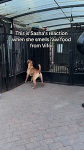 Sasha smells raw food from Vifor | Loyal Dogs