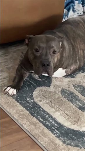 Dogs excited of cookie treats in Muskegon, Michigan, USA