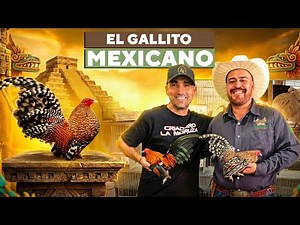 The little rooster that conquered Mexico (the Aztec Rooster)