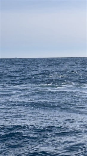 🚨 THIS IS WHAT THE KRILL INDUSTRY DOESN’T WANT YOU TO SEE 🚨 This is the sad reality of Antarctic krill fishing. A fishery that only exists to make products we do not need. However, the penguins in this video need krill to survive. Krill is the foundation of the Antarctic ecosystem and they deserve total protection. You can find out more and take action at our website. www.endkrillfishing.org.au Link in Bio | Bob Brown Foundation