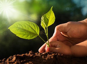 Free Tree Seedlings To Be Available In Clark