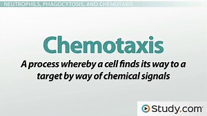 Granulocytes Definition, Function & Types - Video | Study.com