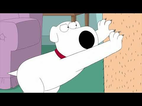 Family Guy - Do you really think you're a cat?