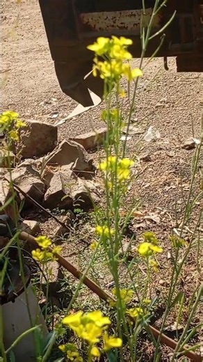 Which tree 🌴🌲 #tree #farmer #motivational