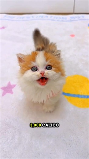 Does male calico cat exists?