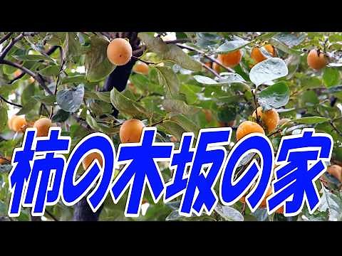 柿の木坂の家：青木光一