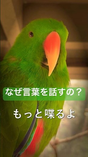 インコが喋る本当の理由