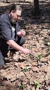 Wild Leeks #foraging #harvesting #wild #spring #leeks #spring #homestead #ramps #nature #PAOutdoors