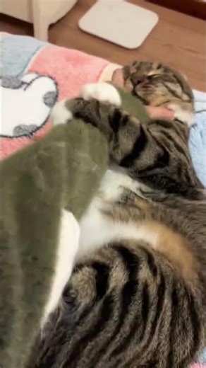 This grumpy hot-tempered tabby cat is not to be trifled with #Tabby cat#The tabby cat