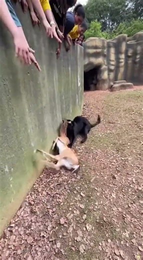 Wild Rescue: Black Panther's Bold Move at the Zoo