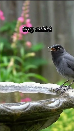 The Curious Song of the Gray Catbird | Nature’s Mimic #birdsong