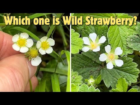 Wild Strawberry or Barren Strawberry? 🍓 How to tell the difference..