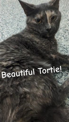 Beautiful Tortie tells me she's a girl! #cats #cat #catsanctuary #tortiecats #kitty #kitties #cats