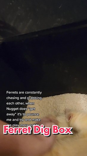 Ferret Enrichment: Safe Dig Boxes for Playtime