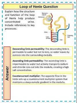 4 mark A Level Biology Question on the Loop of Henle