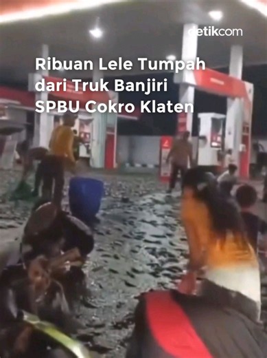 Ribuan ikan lele berhamburan di area SPBU Cokro Kembang, Desa Daleman, Kecamatan Tulung, Klaten, Jumat malam (22/5/2026). Insiden terjadi saat truk pengangkut lele hendak masuk ke SPBU sekitar pukul 19.30 WIB. Pintu belakang truk dilaporkan copot hingga muatan lele memenuhi lantai SPBU. Warga, pegawai SPBU, hingga sopir truk langsung mengevakuasi lele menggunakan ember dan jaring seadanya. Menurut petugas SPBU, lele yang berceceran diperkirakan mencapai 1 hingga 2 ton. Personel Polsek Tulung, Ai