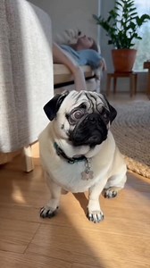 The camera recorded the pug howling a long note, then stopping to see if Mommy was watching. #pug #puglife #puglove #pugs #dog #pugstagram #pugpuppy #pugworld #puglover #pugoftheday #pugnation #dogs #puppy #puglovers #mops #pugsnotdrugs #doglover #pugmania #pet #love #cute #blackpug #pugloversclub #pugdog #instadog #dogstagram #dogoftheday | Pug Worlds Mafia
