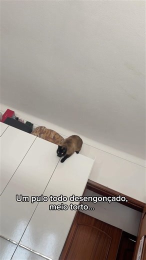 Minha gata decidiu escalar o guarda-roupa… e se arrependeu 😂🐱