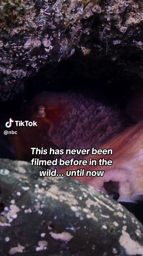 Male octopuses have a unique mating arm 🐙 New episodes of The Americas – watch NBC on @Peacock #wildlife #octopus
