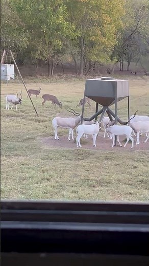 Texas Exotic Hunting Ranch Day #2. Big Addax down. Cotton Mesa Whitetails #texas