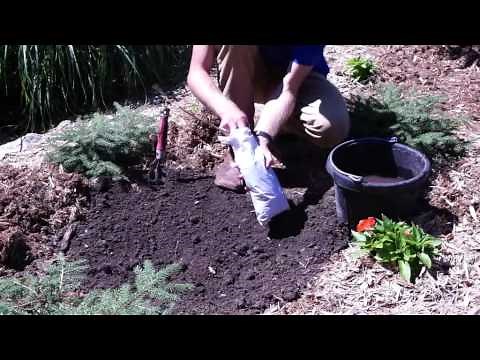 How to Plant Wisteria Plants