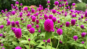 Gomphrena globosa, The crown flower is a species of flowering plant of the genus Gomphrena.