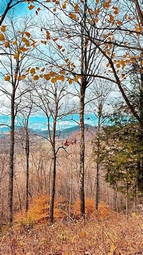 Hunting the Adirondacks | The Toughest Deer Country in America #adirondacklife