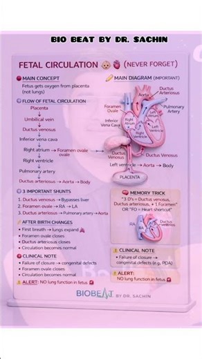 Fetal circulation !! Circulatory system ! Important topic #viral #trending #biology #youtubeshorts