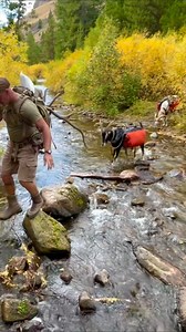 Packing elk outta the back country is why this all started. @pack.goats #thegoatguy | Marc Warnke