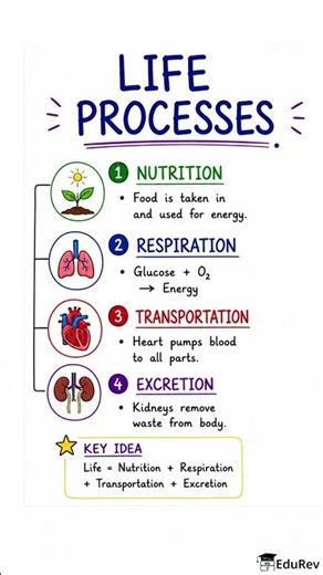 Life Processes: Mindmap - Class 10 | Easy Notes for Class 10 #Class10 #Bio