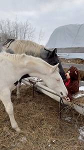 Trying to let the babies check out the new teddy bear & Pixel is more intrigued than anyone else! 🤣 She’s not a particularly brave girl though - so Kai was not very brave at her side. JLo came along later to show everyone ‘it’s not even alive!’ 🤣🥴 | Merikle Waters Paints & Quarters