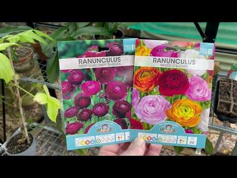 How to Plant Pre-Germinated Ranunculus Corms For a Stunning Flower Display