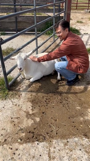 Look how easy it is for rescue animals to feel when someone wants to share love and harmony with them! Easy-to-learn, Jin Shin Jyutsu is an ancient harmonizing Art that let's you spread peace thru the gentle application of your hands to specific locations of energy centers on the body of all beings. Follow us and visit my website for more info: www.jsjforyouranimal.com #jsjforpets #rescueanimals #breathe #petanxiety #JSJforPets #holisticpet #dogs #cats #horses #animalwellness #rescueanimals | Ji